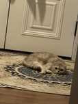 Кошка, породистая