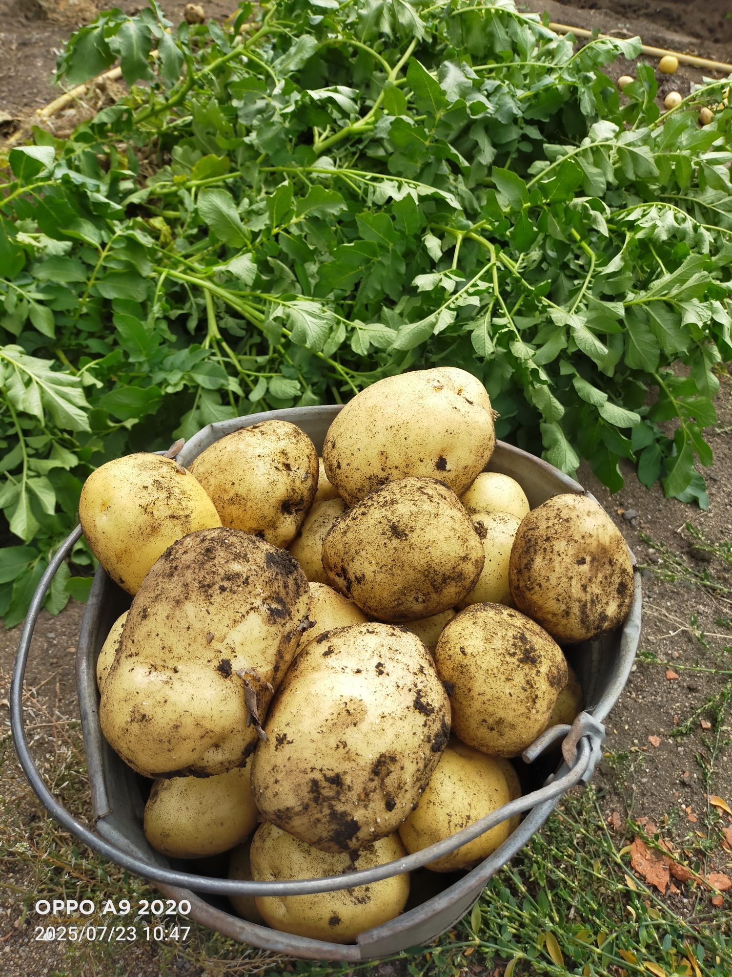 Продам картофель