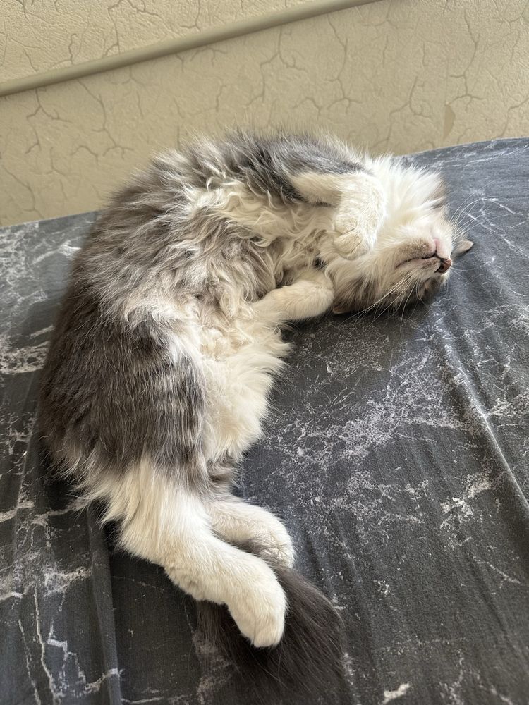 Отдаем кота в добрые руки