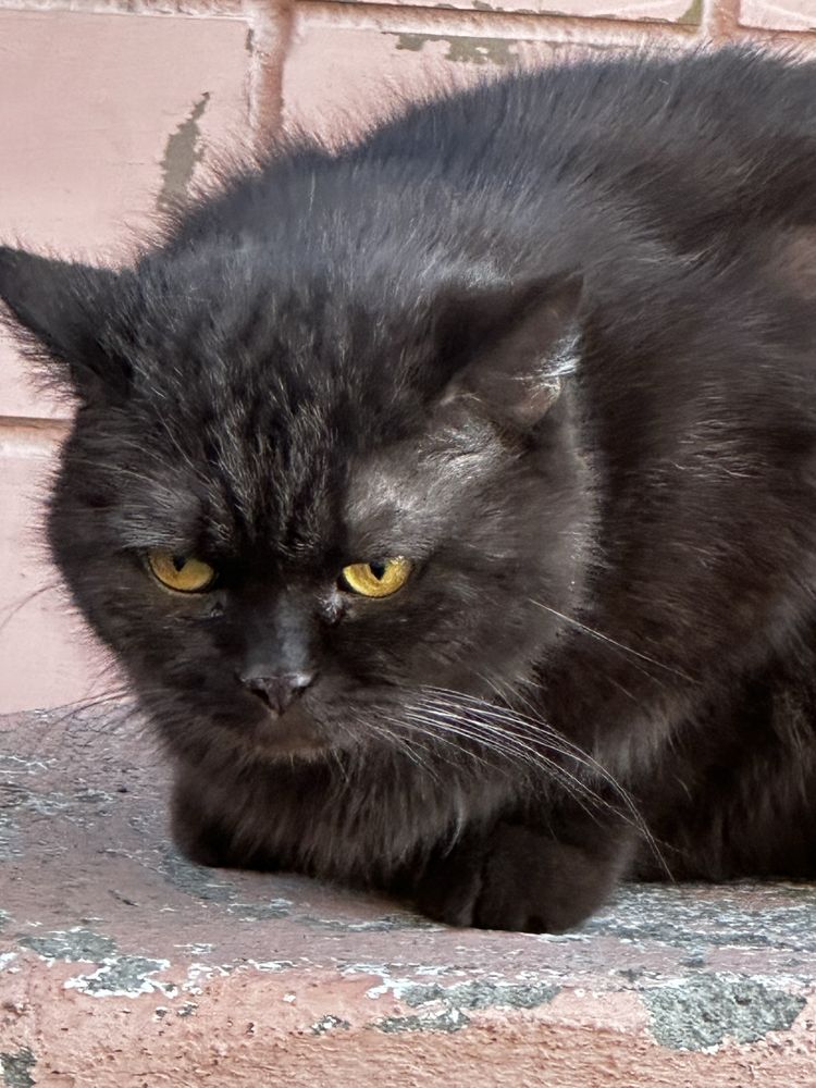 Отдам в добрые руки кошку.