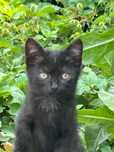 Котенок!Отдам в хорошие руки!