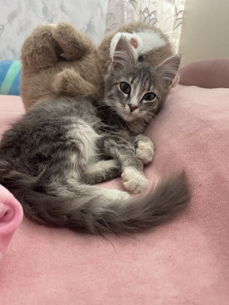 Котенок Меин Кун