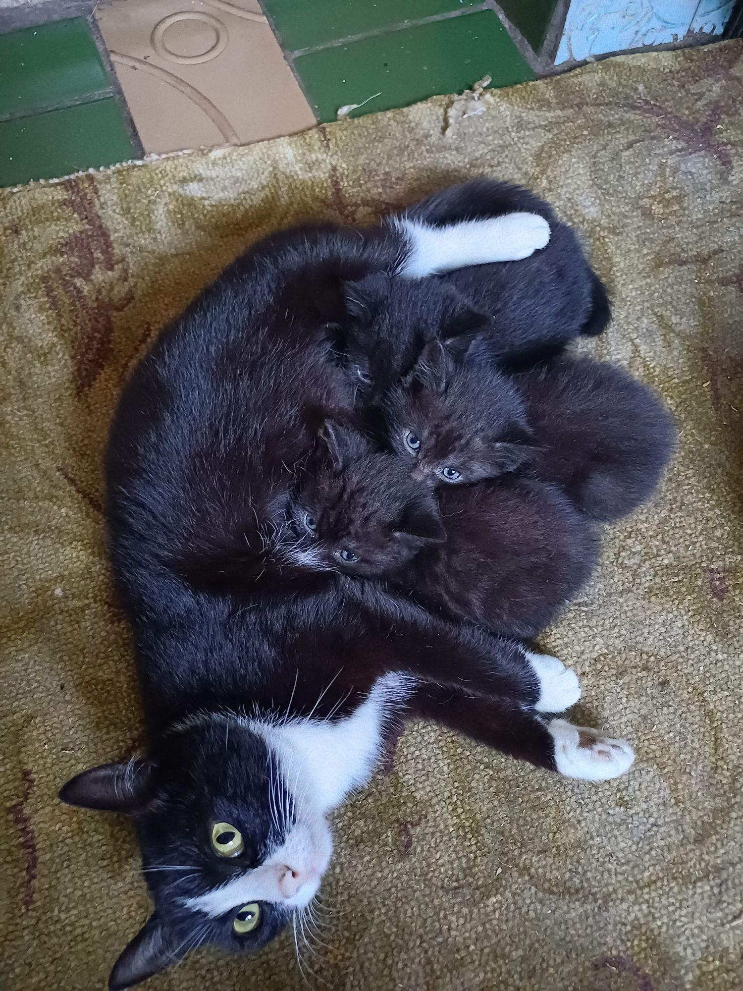 Отдам котят в хорошие руки