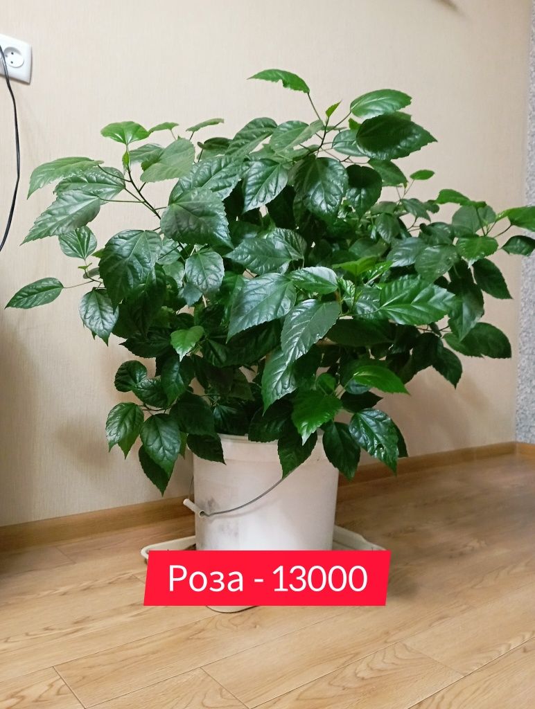 Продам комнатные цветы