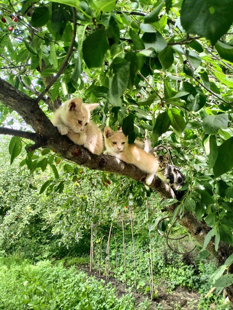 Хорошие котята в добрые руки.