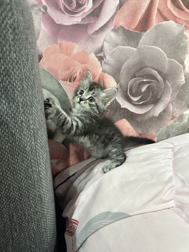 Скотиш страйд котенок