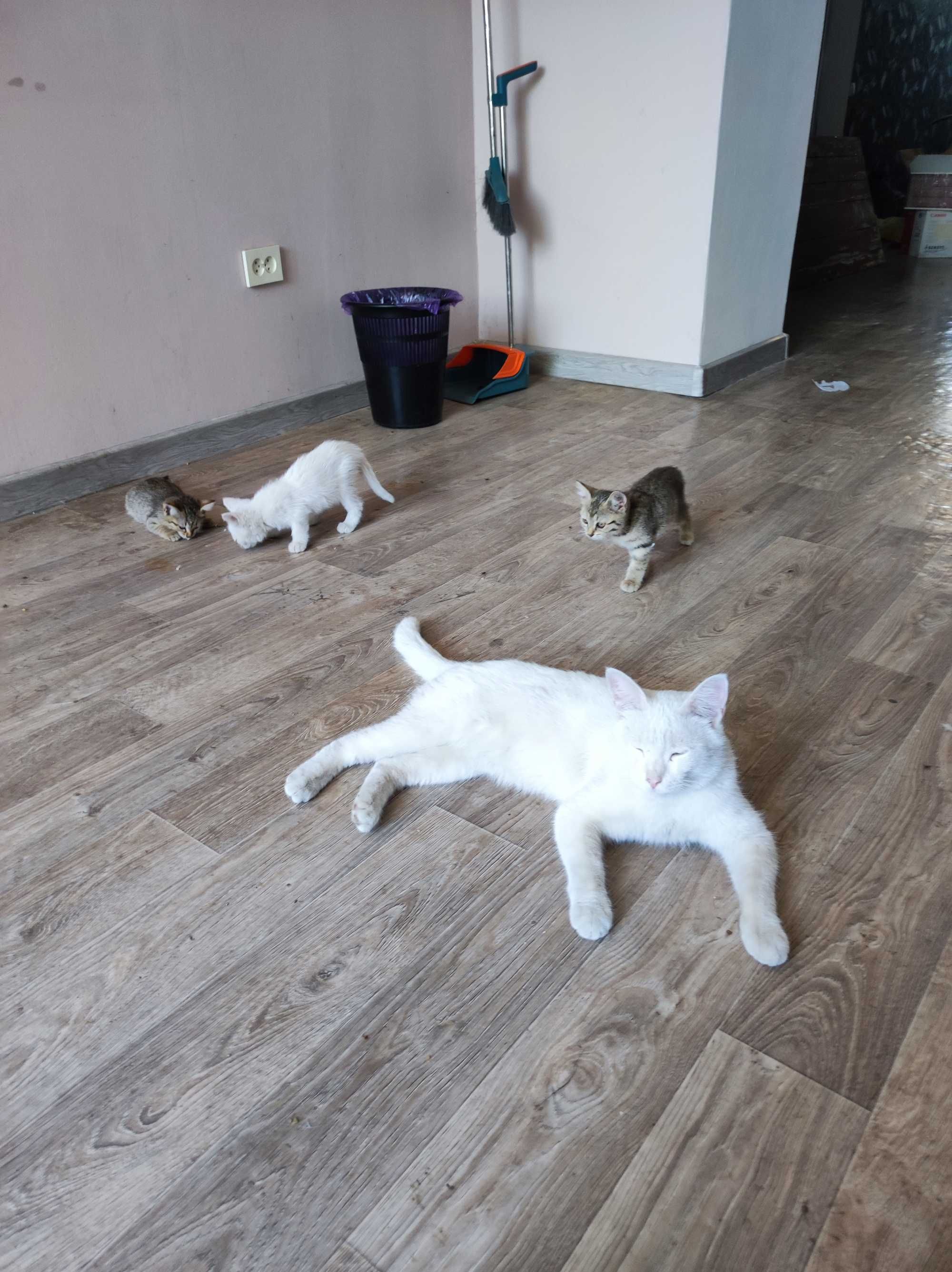 Милые котята бесплатно