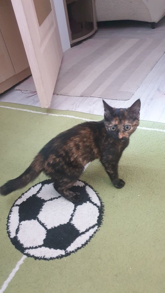 Кошка котенок мысық БЕСПЛАТНО