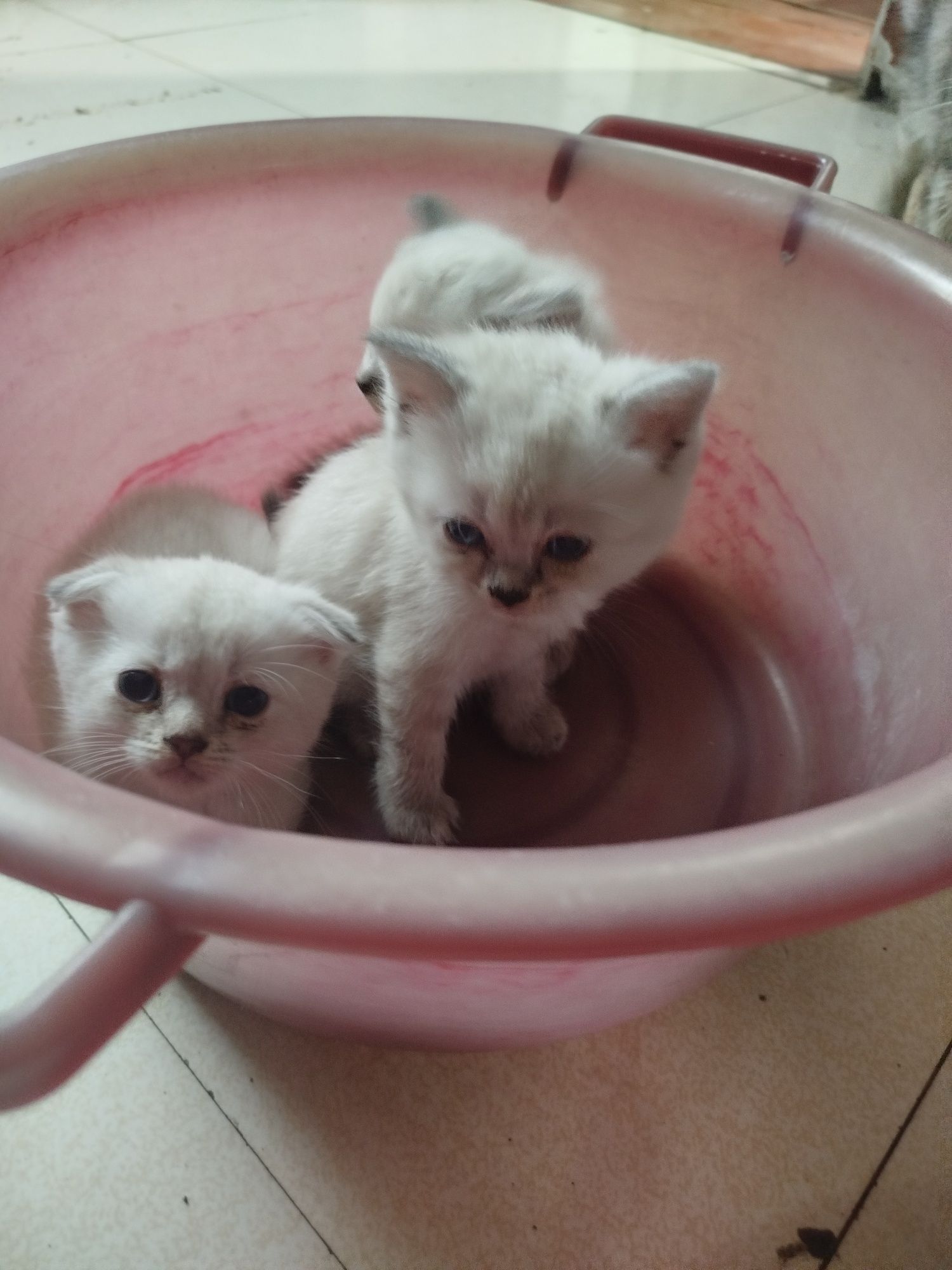 Котята полукровки шотландцы