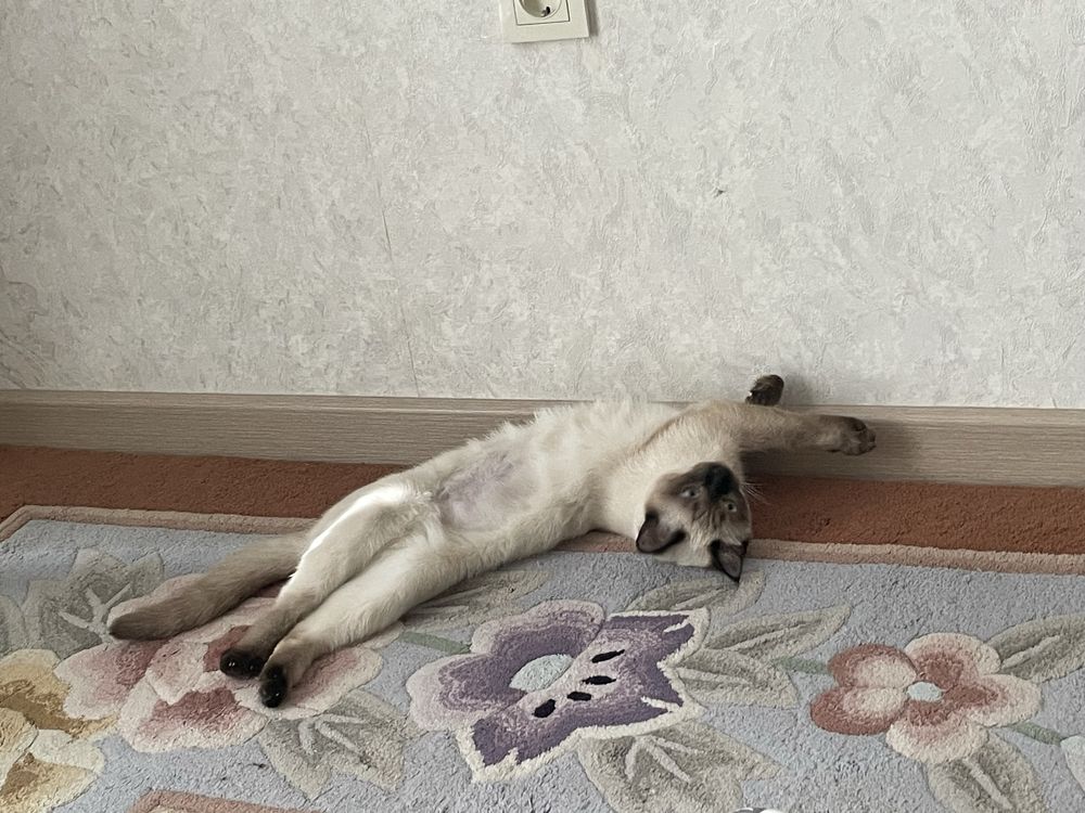 Помогите найти Оксану, взявшую кошку