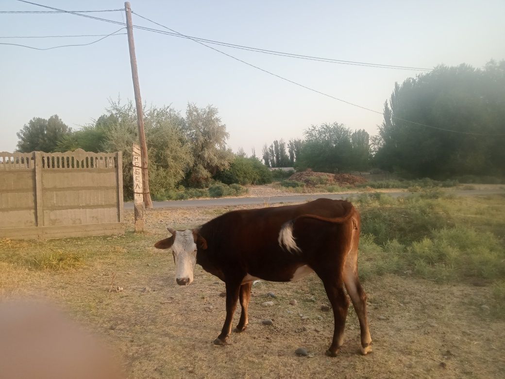 Бірнші тума буаз тана сатылады