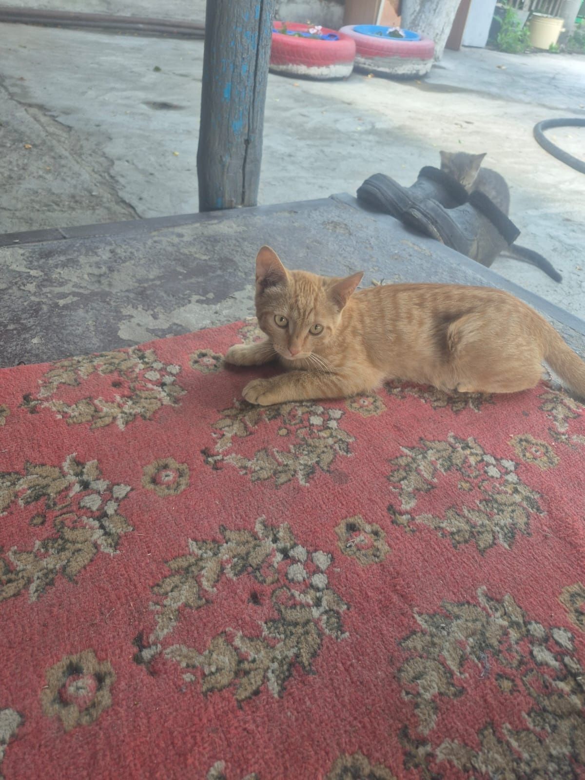 Отдам котят в добрые руки