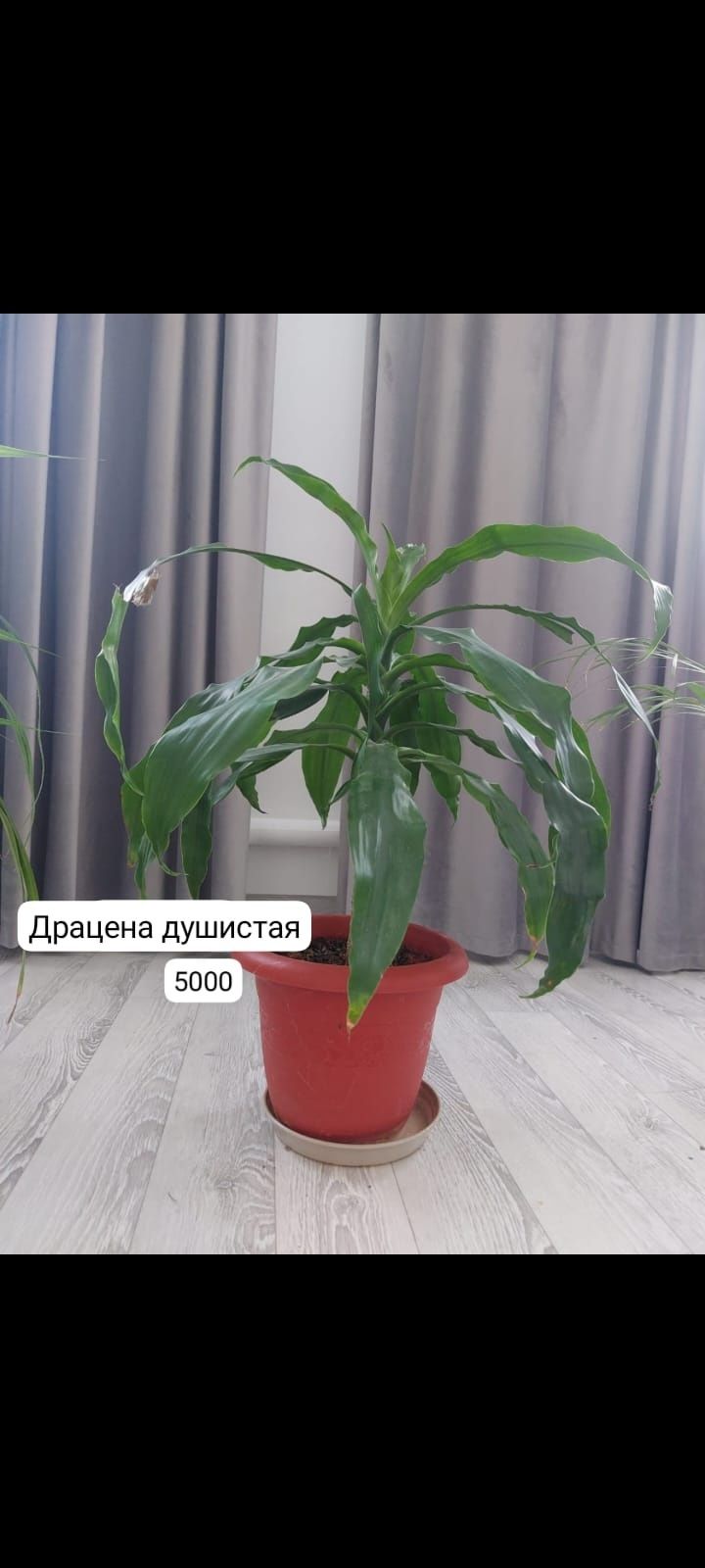 Үй гүлдері сатылады