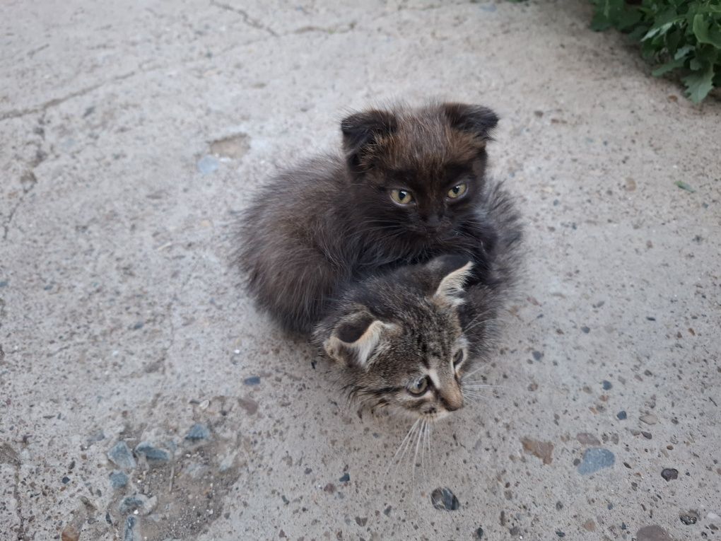 Котята в добрые руки