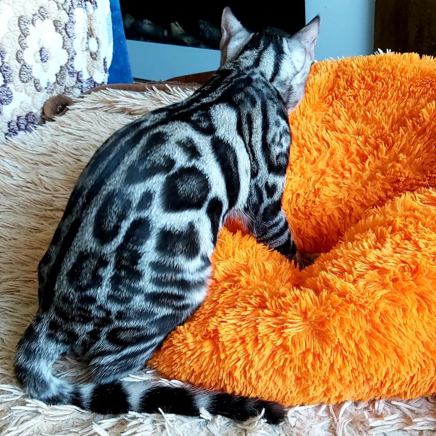 Котята БЕНГАЛЬСКИЕ. Серебро. Готовые
