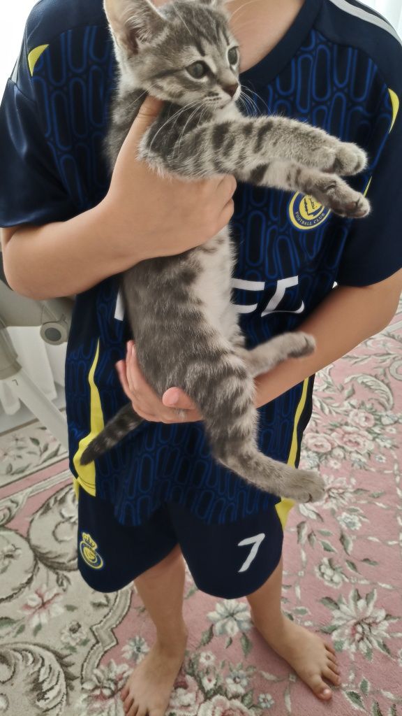 Отдам бесплатно котёнка