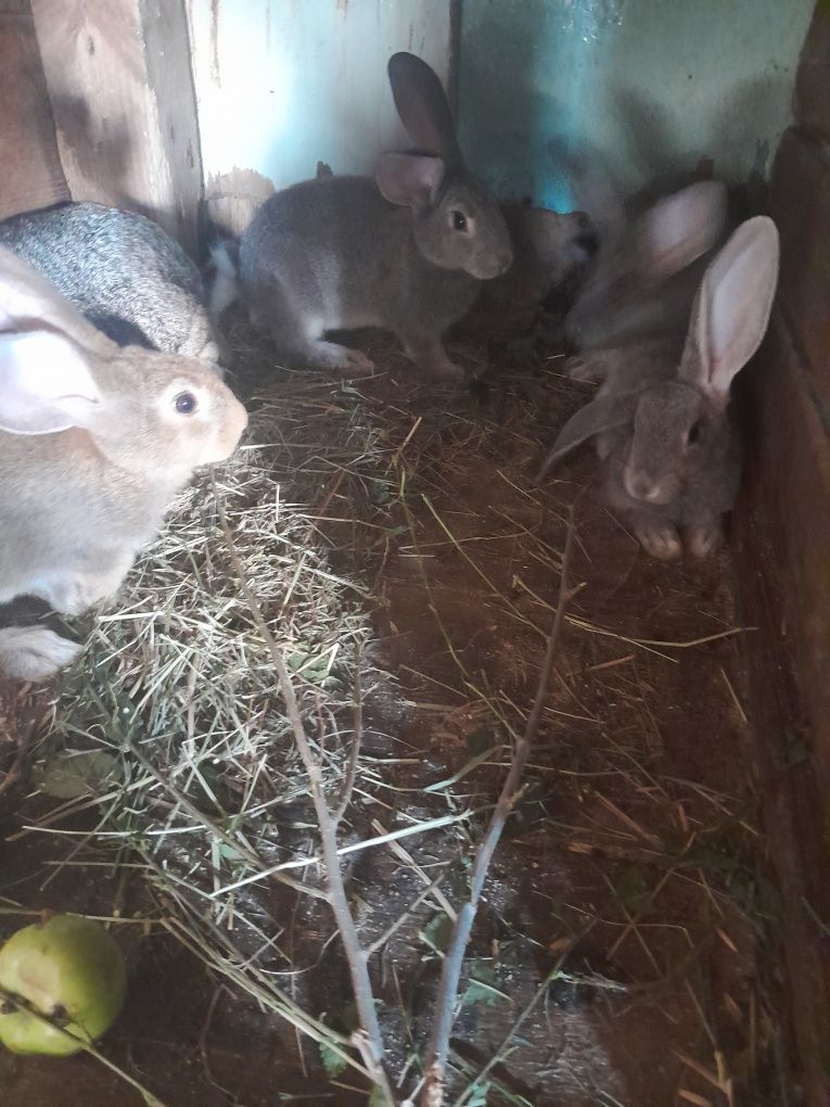 Продам крольчат и  кроликов