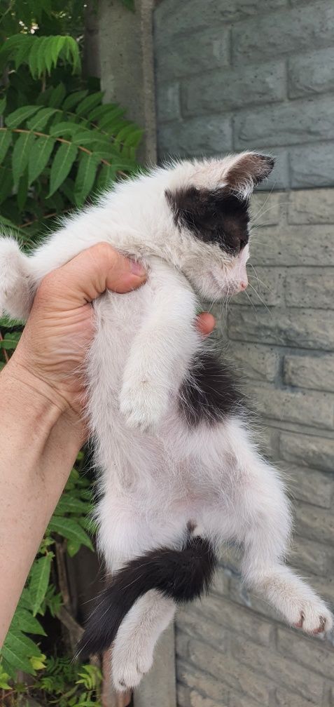 Котята в добрые руки!