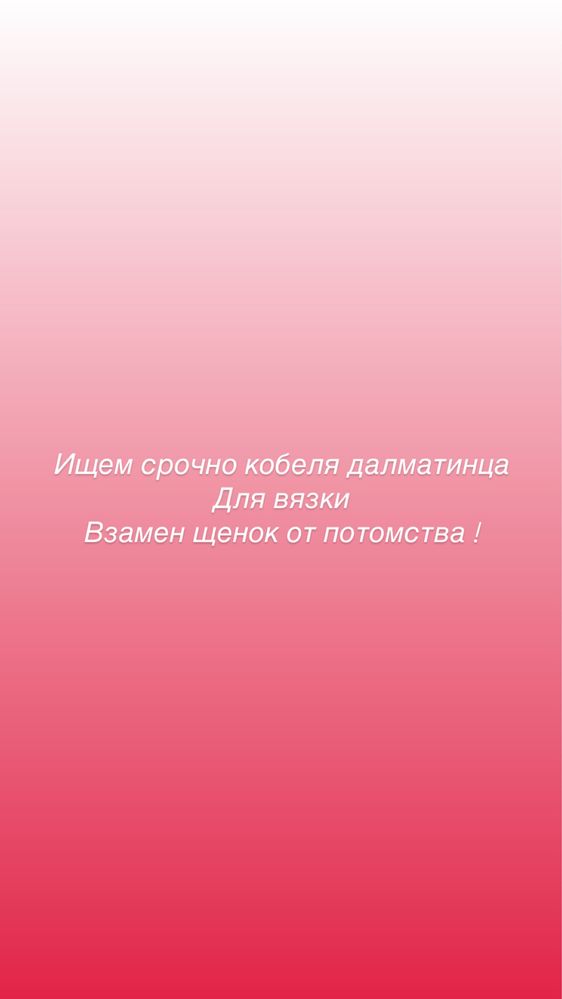 Далматинка ищет далматинца
