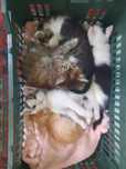 Котят в добрые руки
