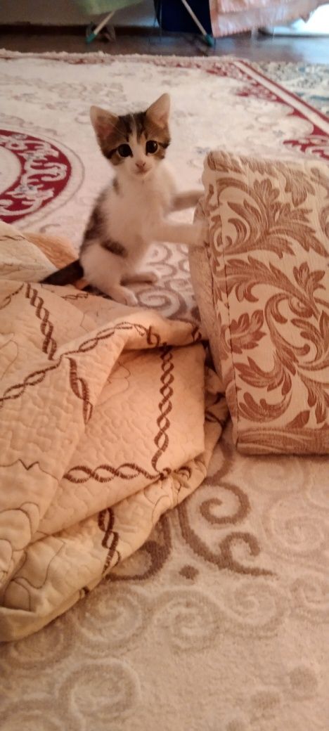 Отдам котенка девочку в добрые руки