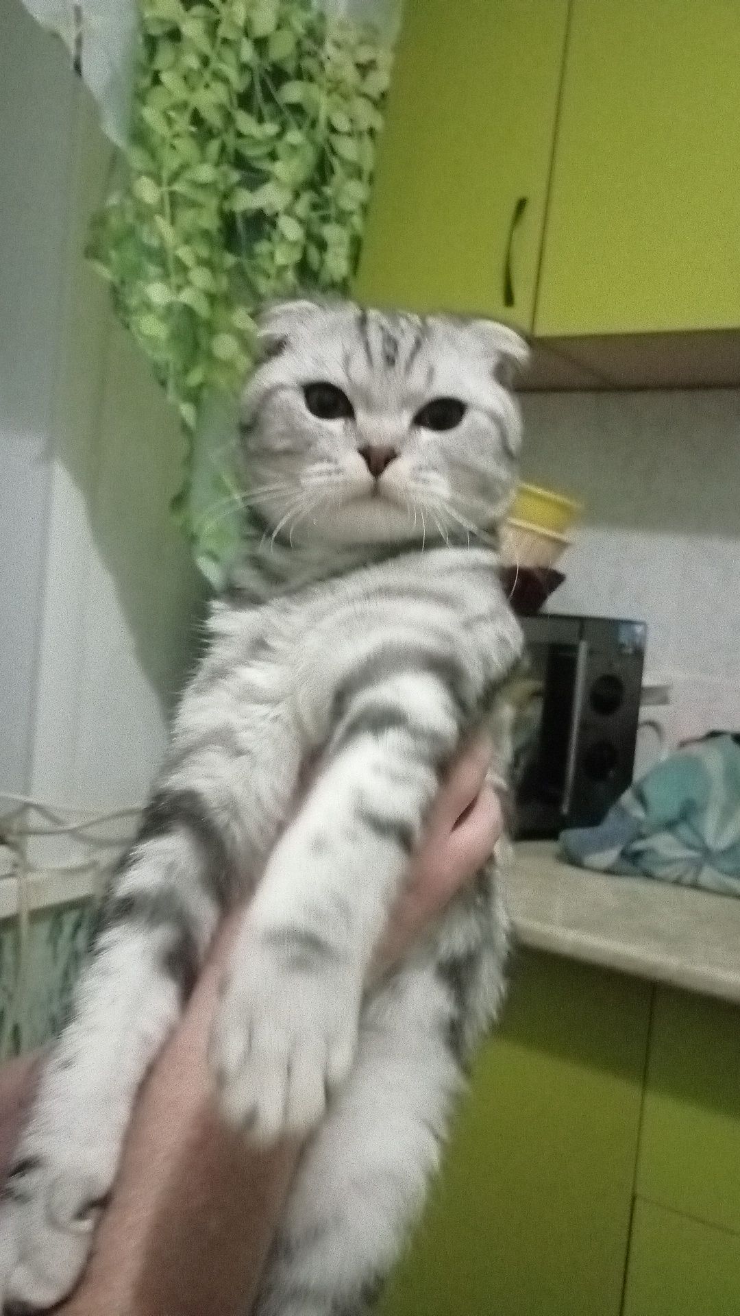 Вязка  кота вислоухого