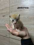 Отдам даром котят