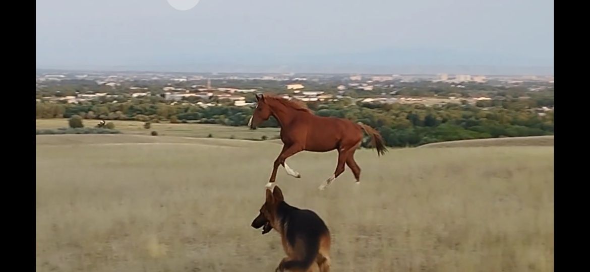 құнан айғыр лошадь жеребец