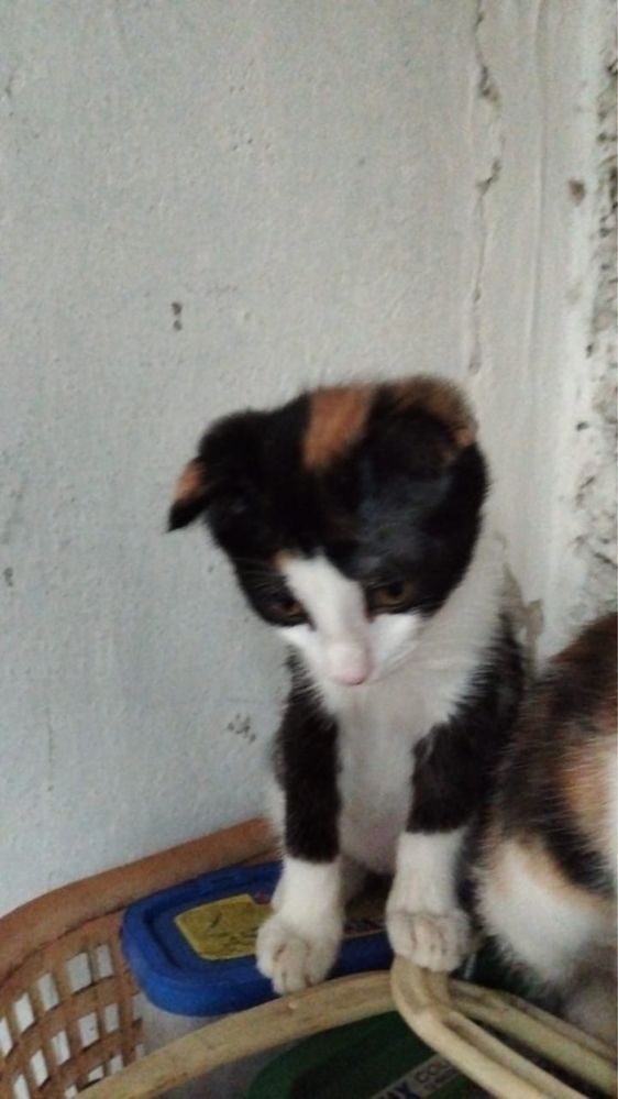 В добрые руки котята
