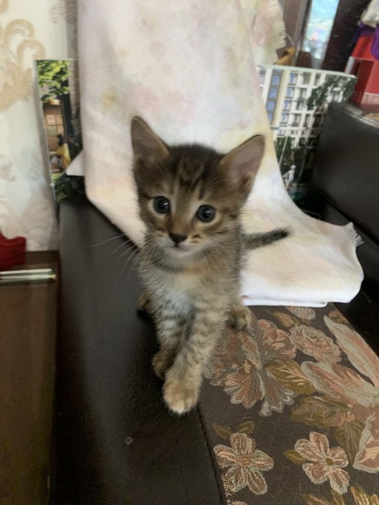 Котята симпатичные