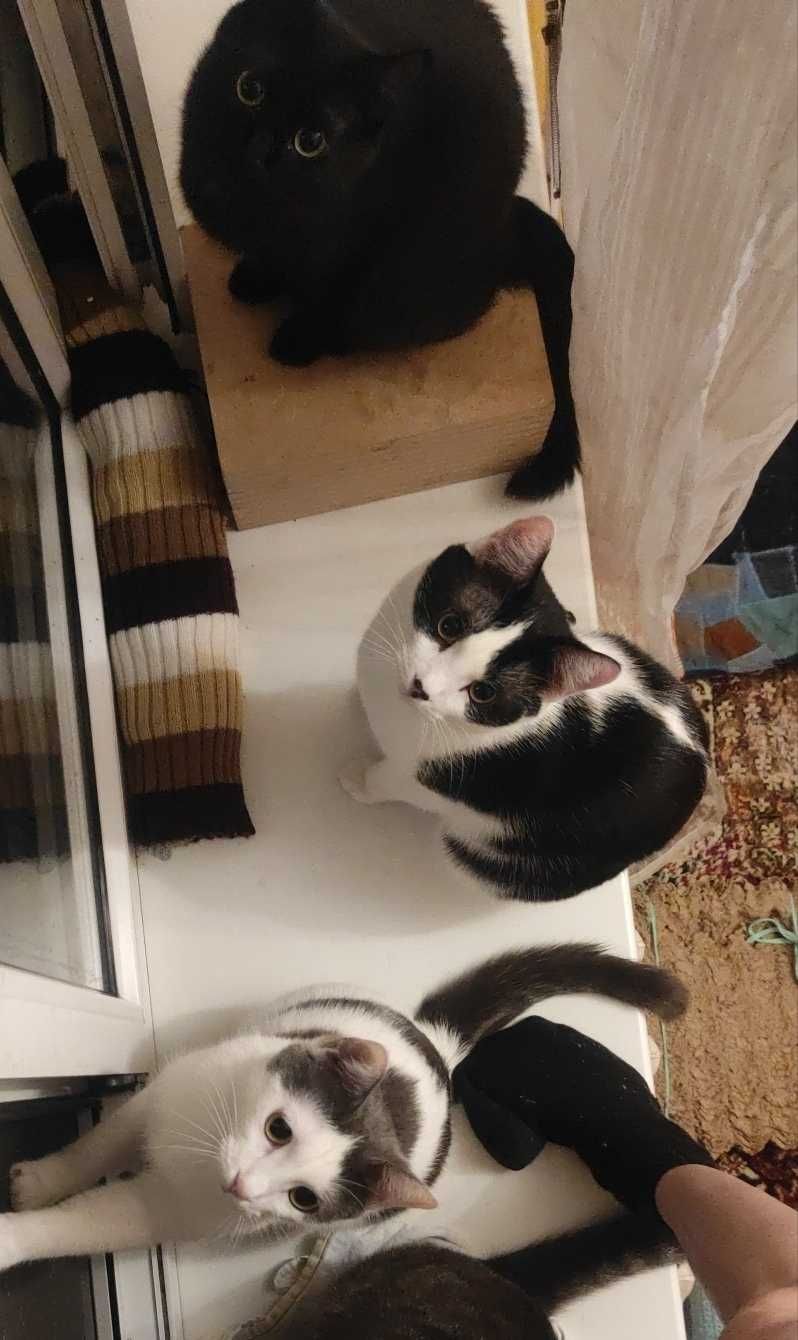 Пропал домашний кот