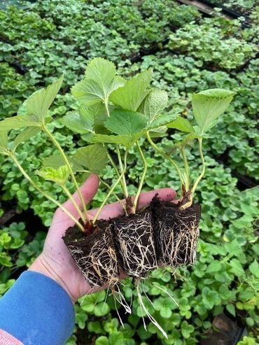 Продается рассада клубники