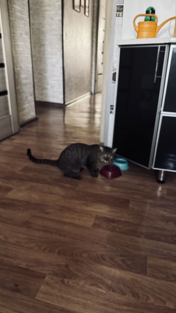 Отдам в добрые руки кота