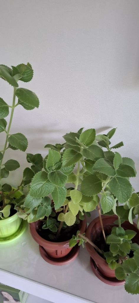 Продам цветы разные