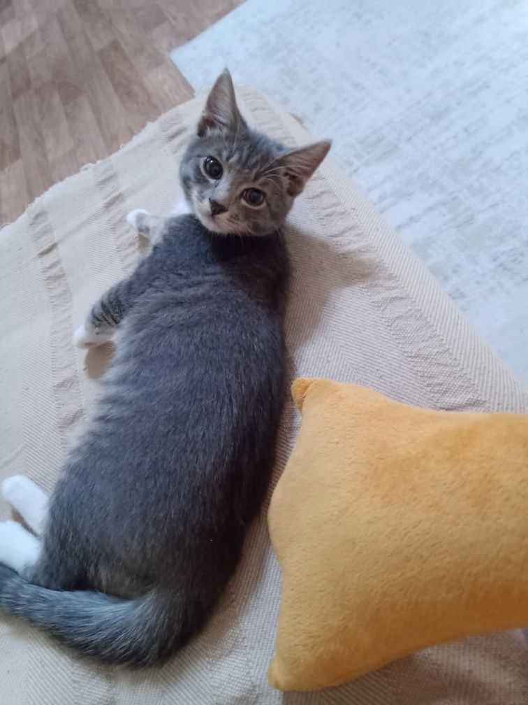 Отдам котика в добрые руки.
