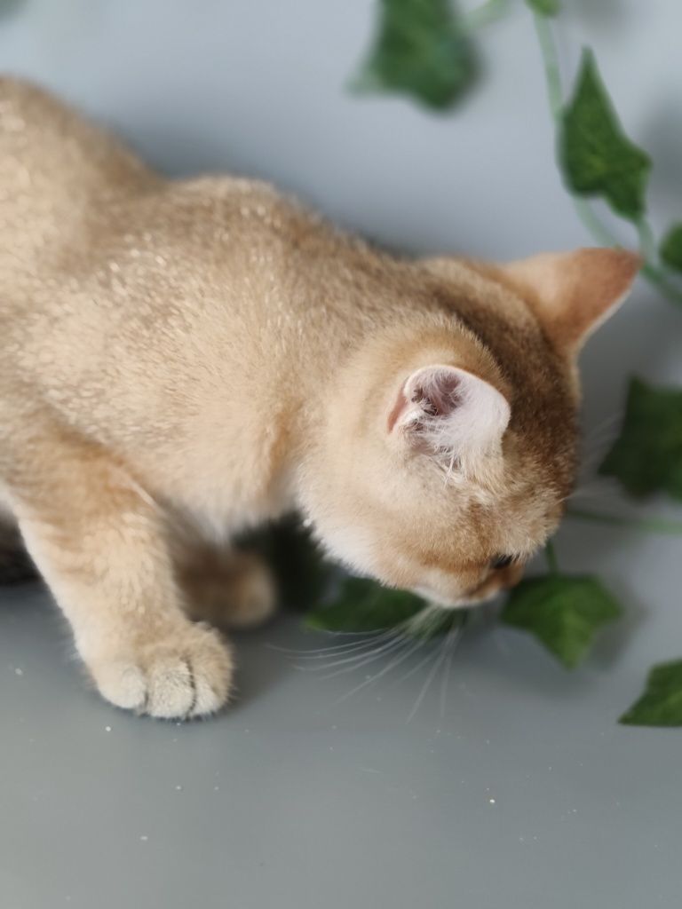 Котик Шиншилла 3 мес ny25