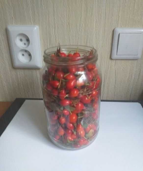 Шиповник шиповник