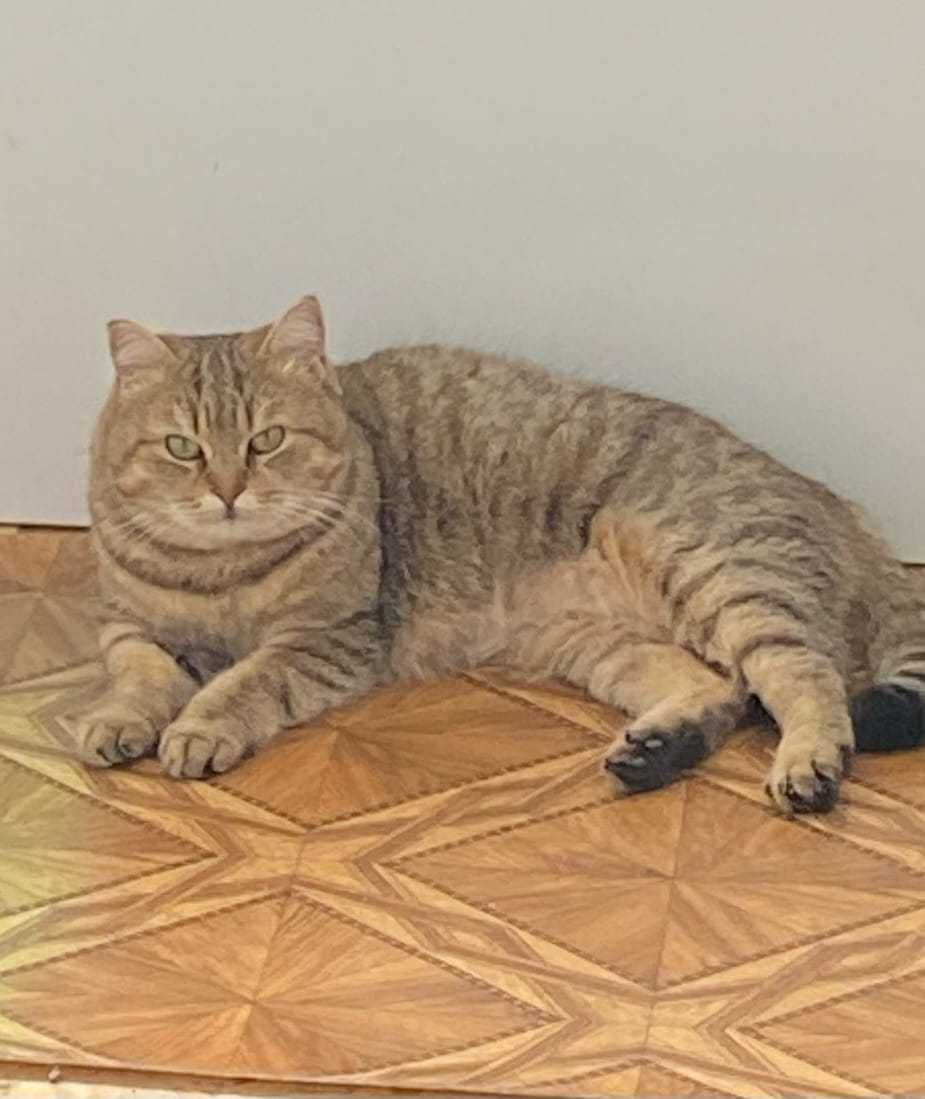Кошке Асе нужен новый дом!