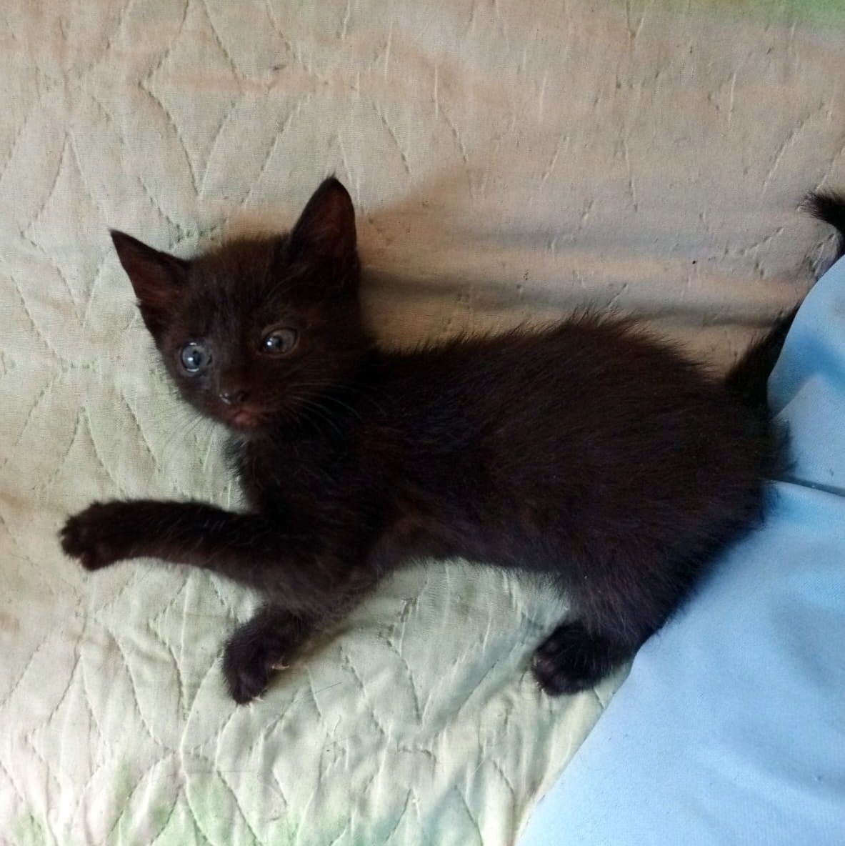 Котята ищут родителей