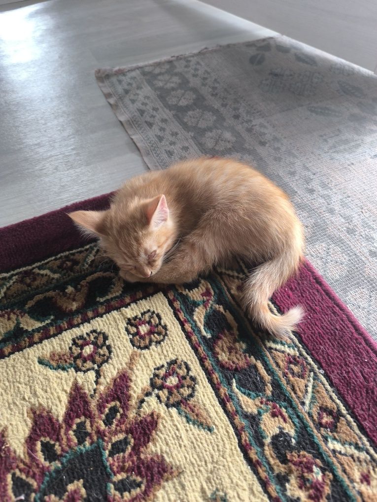 Котята в добрые руки.