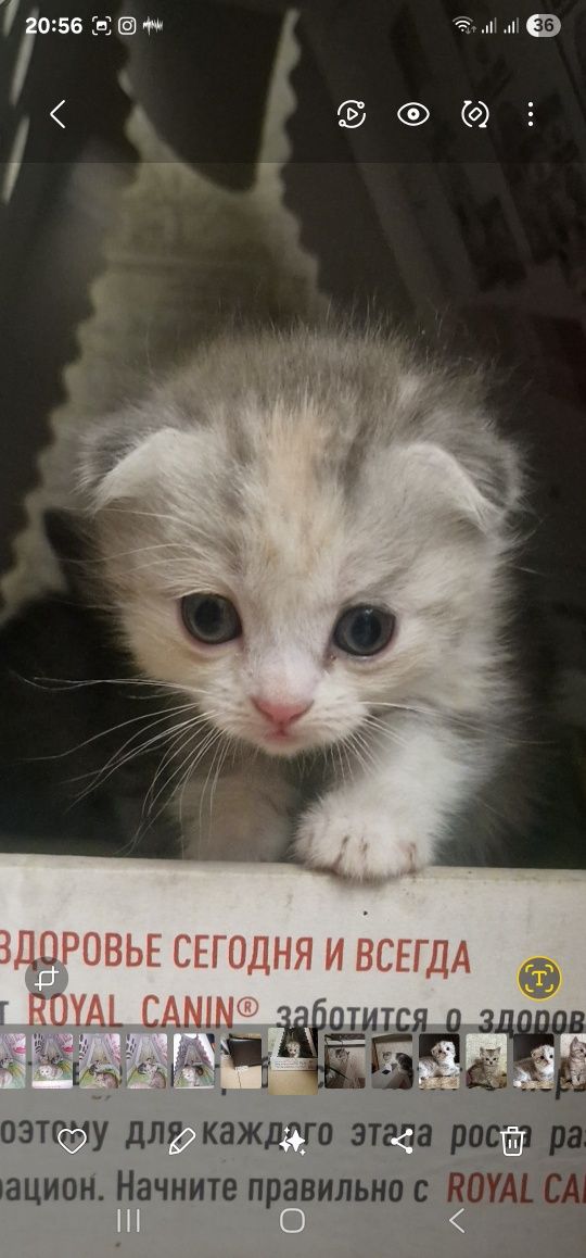 Котята продам продам