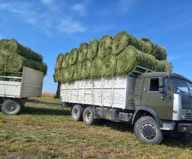 Сено жоношкп урлон сатамын жоношка урлон свежый укос жоношкп урлон жон