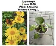 Продам Садовые цветы