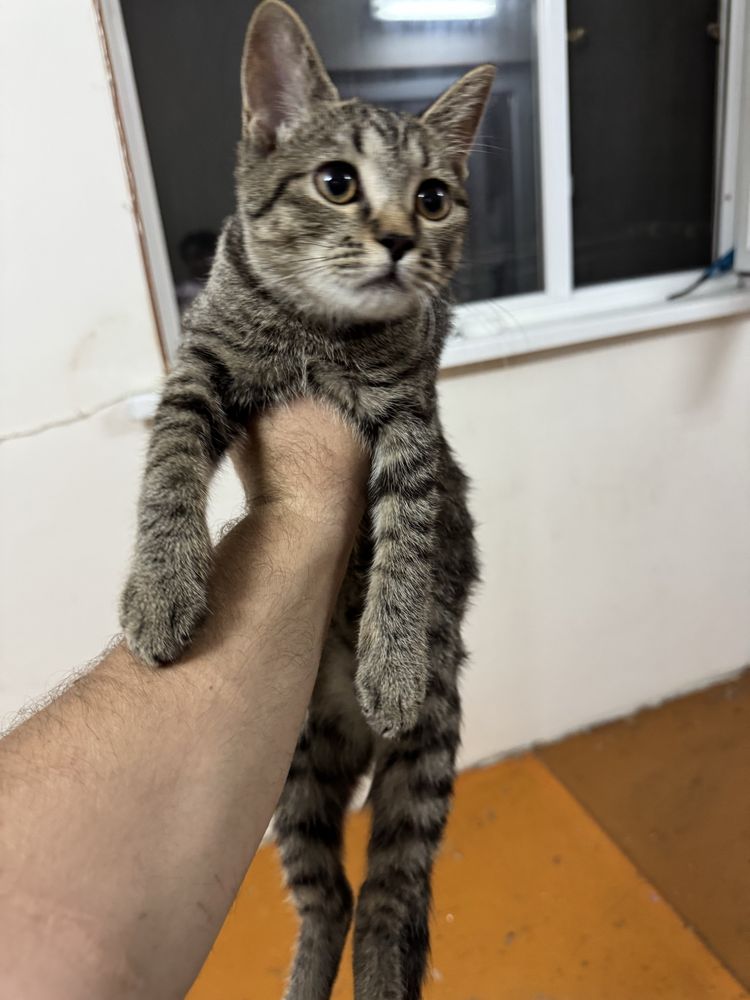 Отдам котят в хорошие руки