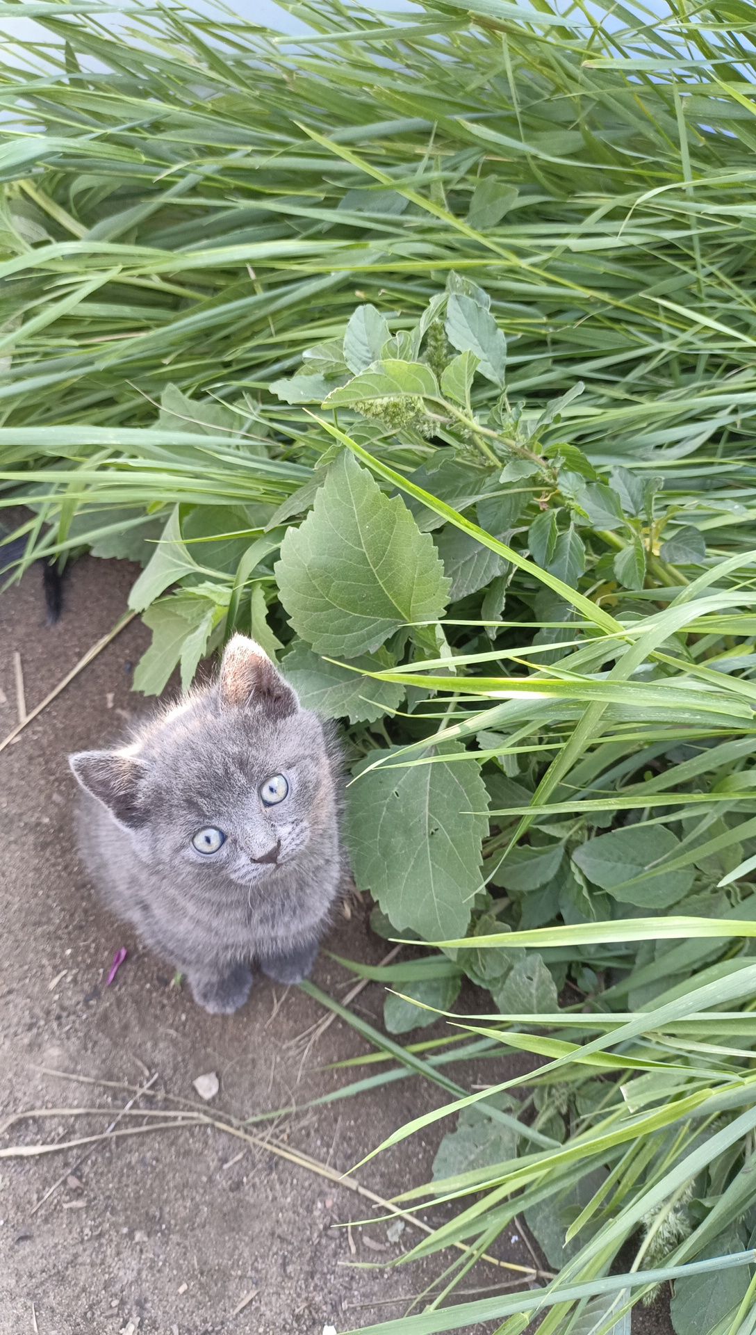 Отдам в добрые руки котят, 1,5- 2  месяца