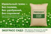 Продам семена белого клевера (Ривендел)