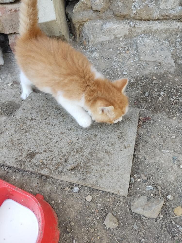 Котята в добрые руки.