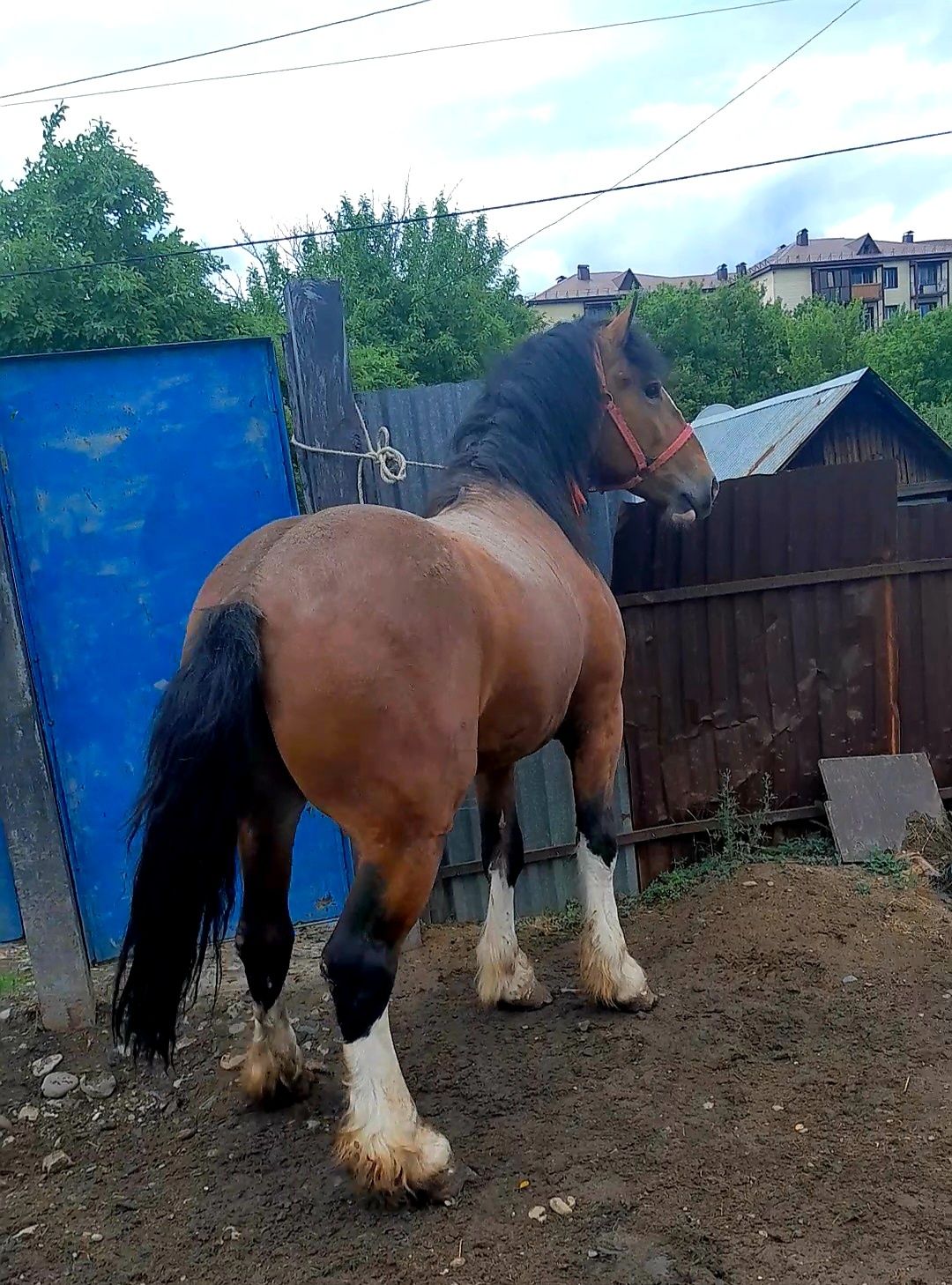 Продам владимировского тяжа
