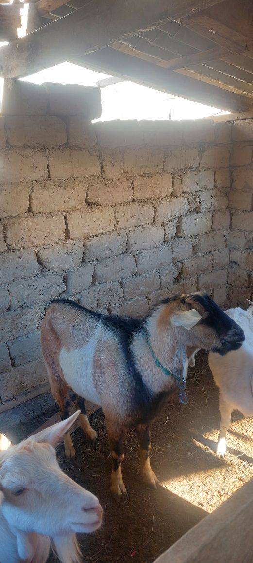 Жамбыл облысы Жамбыл ауданы с асада  обмен бар кой кошкарга