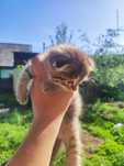Вислоухие котята в добрые руки